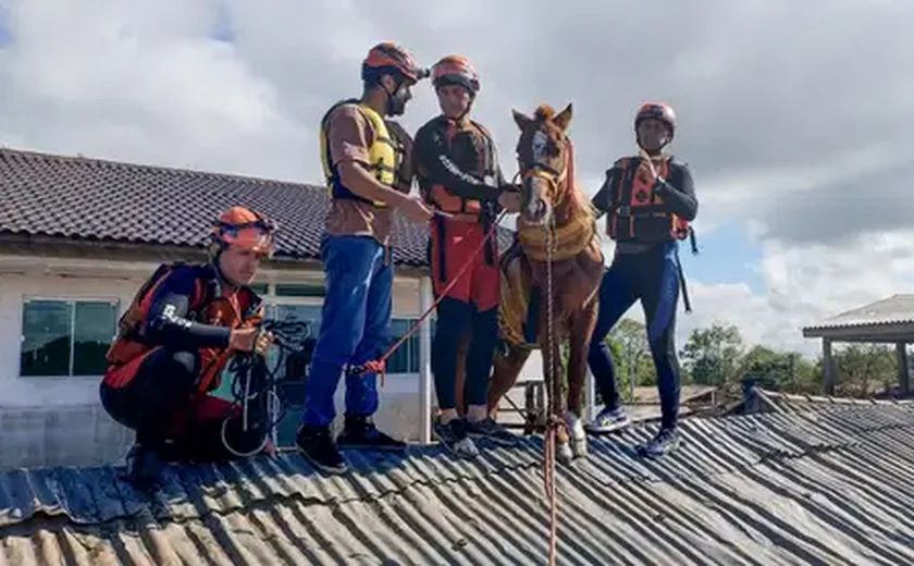 Cavalo Caramelo ganha dezenas de perfis na internet quase uma semana após ser resgatado no Rio Grande do Sul
