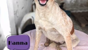 CACHORRO ADASFA