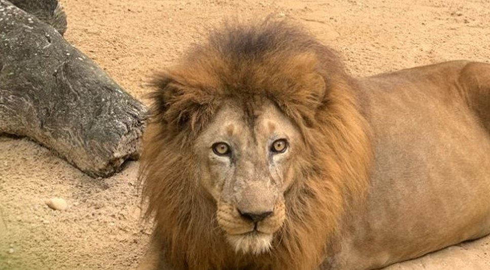 Zoológico de Aracaju: leão passa por exames e é afastado da área de exposição