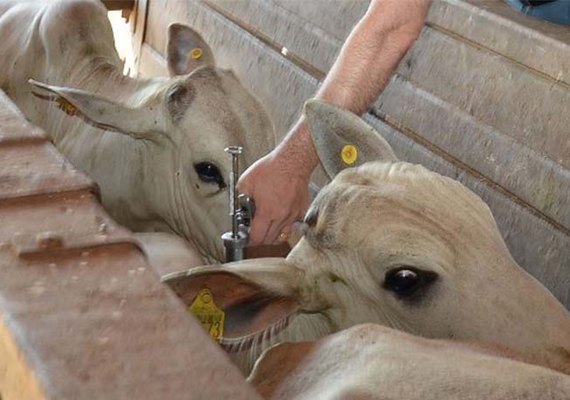 Adeal promove reunião com veterinários para incentivar campanha de brucelose