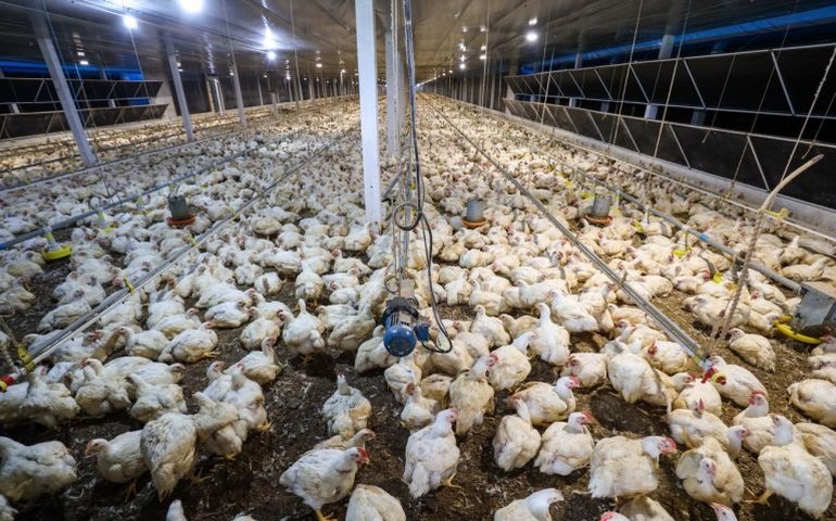 Congresso analisa crédito de R$ 200 milhões para combater gripe aviária