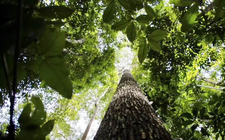 Amazon Investor Coalition, Fundo Vale, ICS e Itaúsa lançam programa para restauração florestal