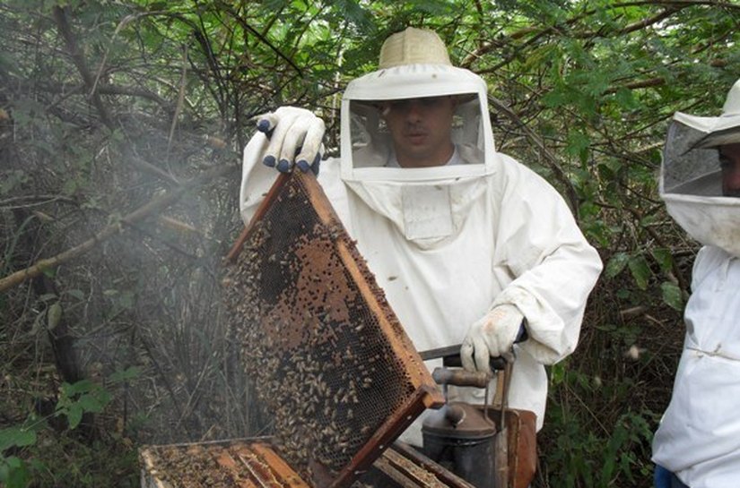 Governo cria Câmara Setorial da Apicultura e Meliponicultura