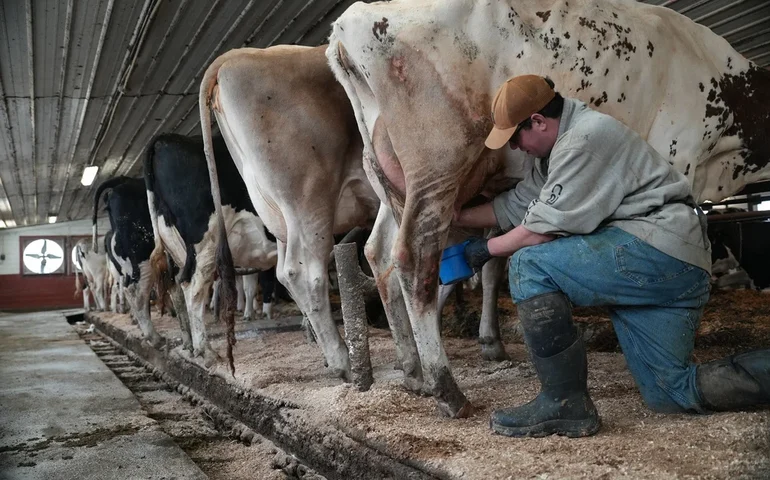 Pressão pelo consumo de leite cru se intensifica nos EUA, apesar dos surtos de doenças e dos alertas dos cientistas.