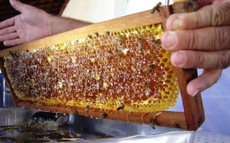 APL Apicultura será beneficiado com R$ 100 mil para compra de equipamentos