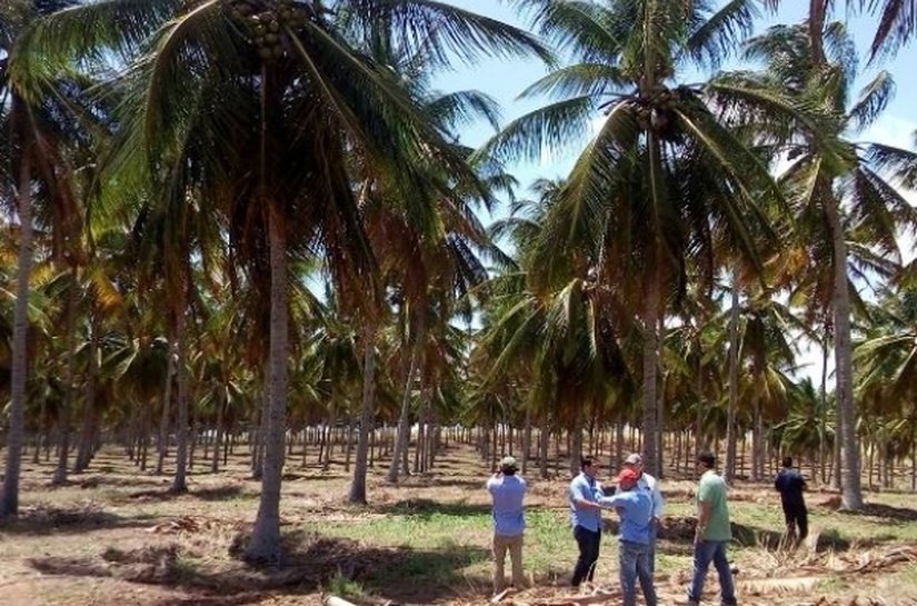 Integração da lavoura com pecuária é apresentada em Jequiá da Praia