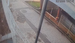 Abandono de gatos em Lagarto.PNG / Foto: Reprodução/SSP