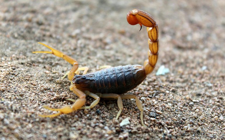 Cresce o alerta para acidentes com escorpiões que atingem animais de estimação
