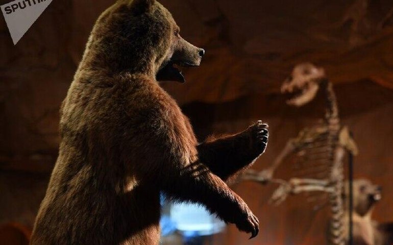 Cientistas russos revelam nova espécie de urso-de-focinho-curto