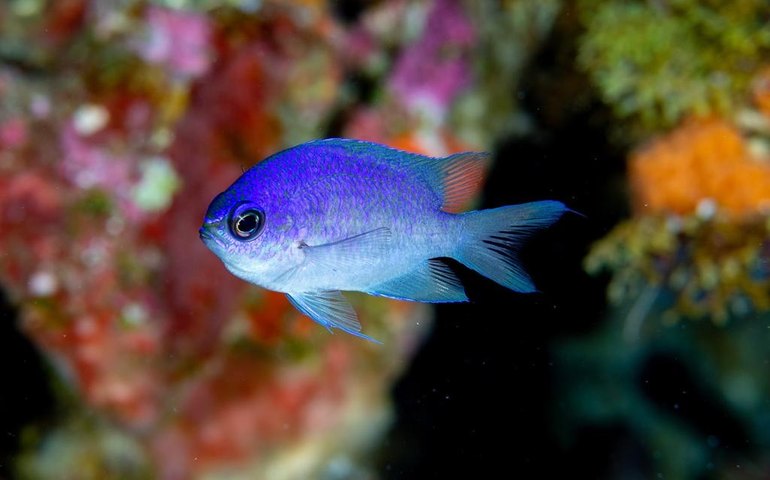 Descobertas novas espécies de peixes em Fernando de Noronha