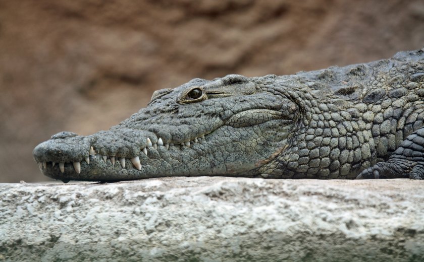 Crocodilos encontram um paraíso no norte da Austrália 