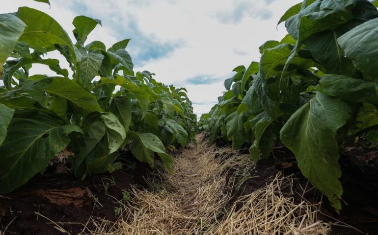 Comissão debate posição do Brasil em convenção internacional para controle do tabaco