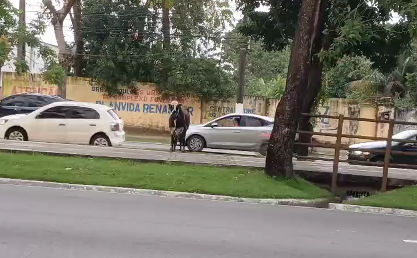 Vaca em fuga para o litoral para trânsito em avenida movimentada de Maceió