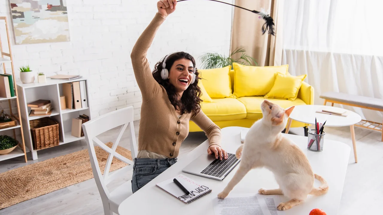 Brincadeiras diárias de 20 minutos previnem sobrepeso e estresse em gatos