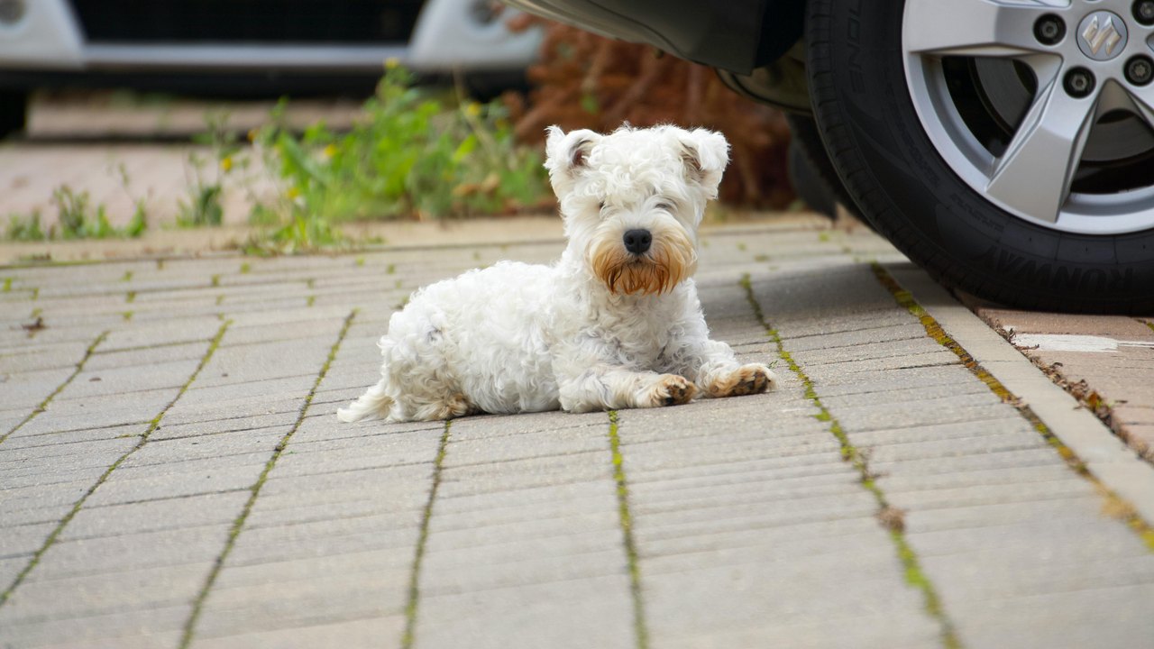 Urina de cães pode comprometer componentes do automóvel