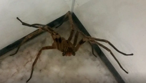 Aranha / Foto: Léo Rodrigues