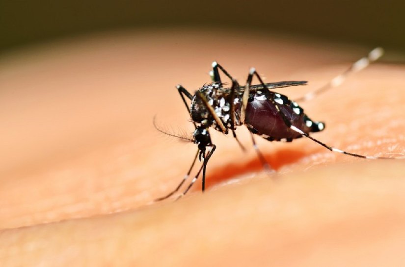 SMS registra casos de doenças causadas pelo Aedes aegypti