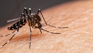 mosquito-dengue-1152x768