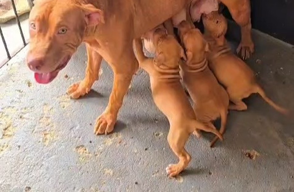 cachorros / Foto: Foto: Reprodução SSP/SE