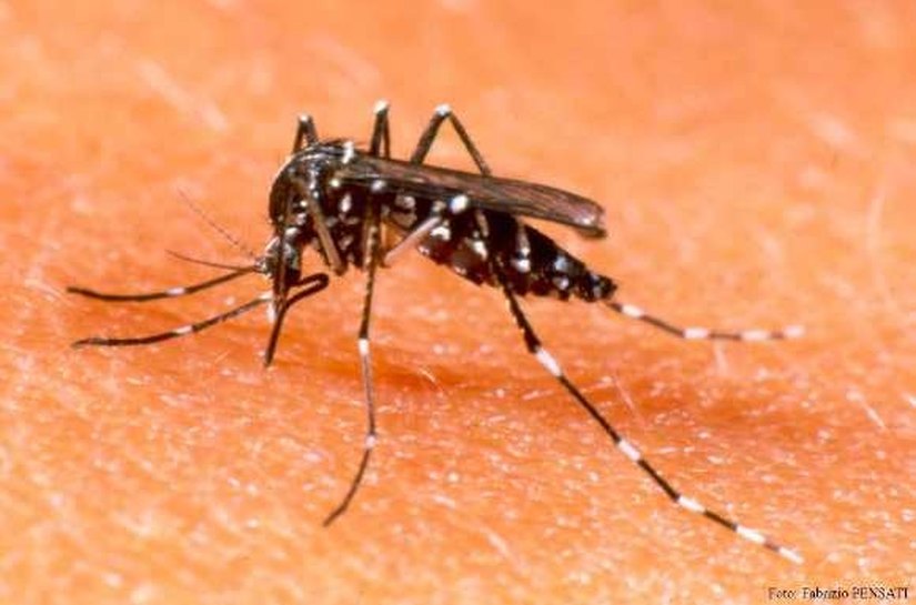 Sesau participa de encontro sobre dengue, zika e microcefalia em Ministério