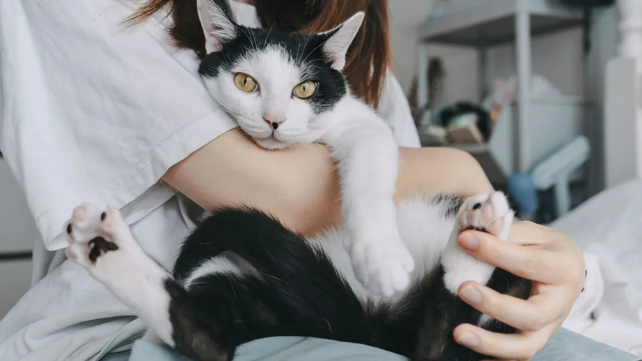 Relação entre tutor e pet vai além de comandos