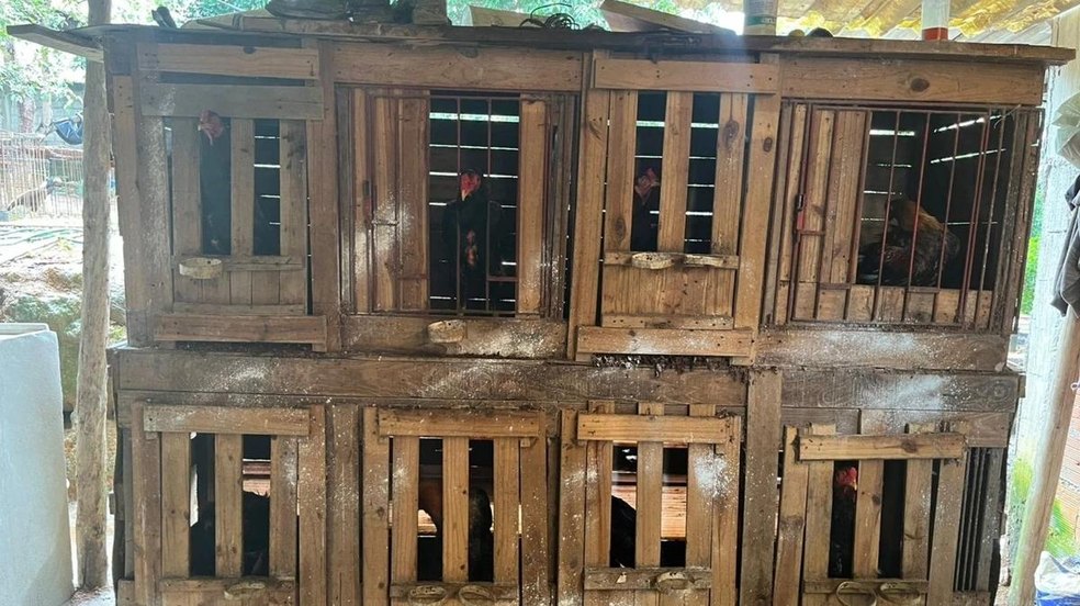 Rinha de galos é desmantelada na Serra: Animais feridos, esporas de aço e crueldade chocam autoridades