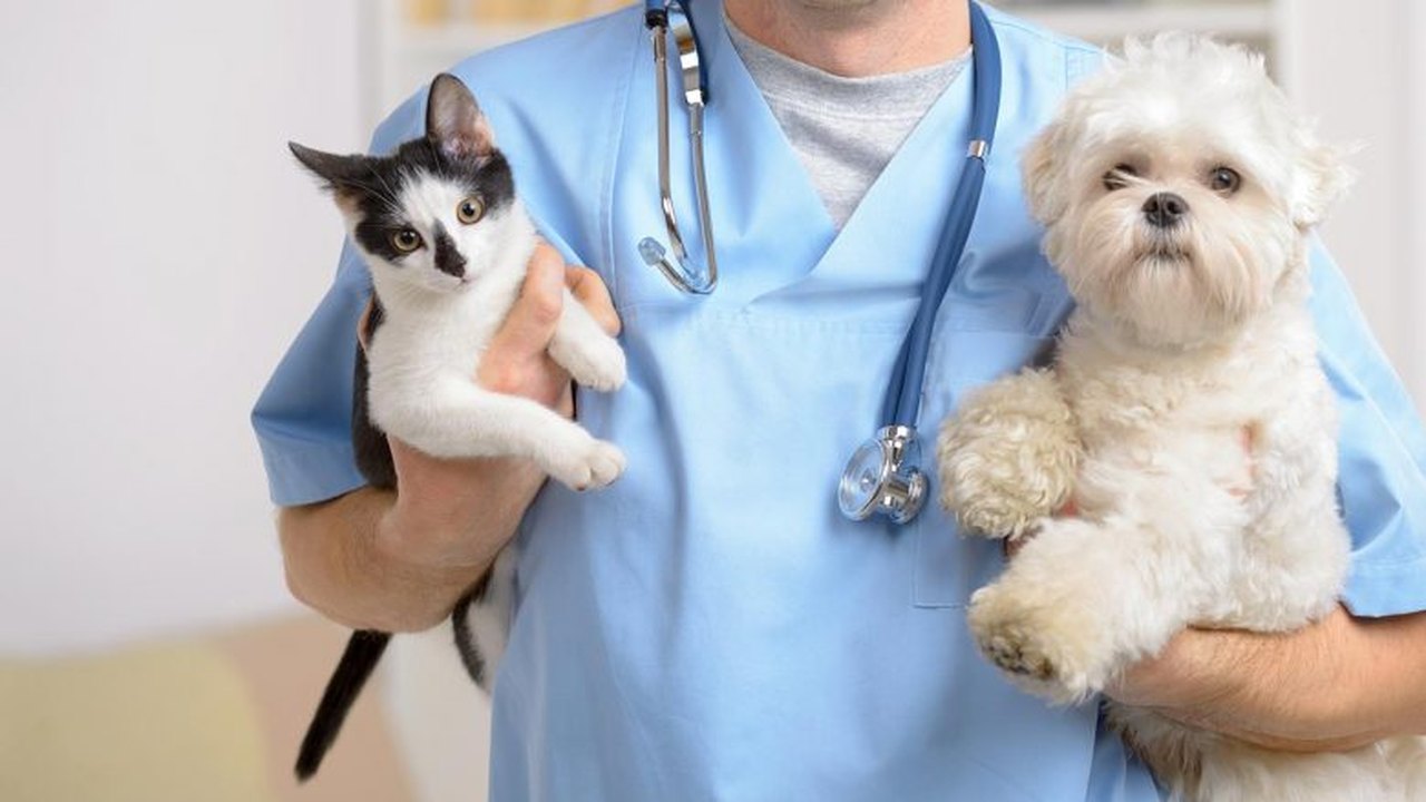 Prefeitura de Penedo promove castração gratuita de cães e gatos