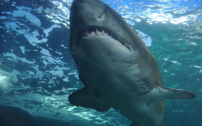 Acidificação dos oceanos ameaça dentição dos tubarões e compromete sua alimentação, aponta estudo