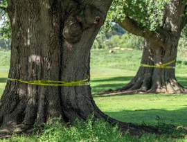 Juiz federal ordena que governo Trump suspenda obras em campo de golfe histórico de Washington, D.C., até 26 de outubro.
