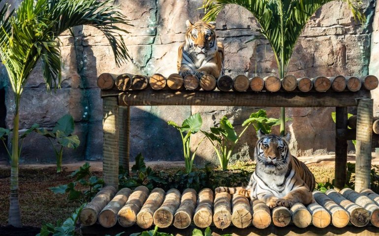 Casal de tigres-de-bengala chega ao Zoológico de SP
