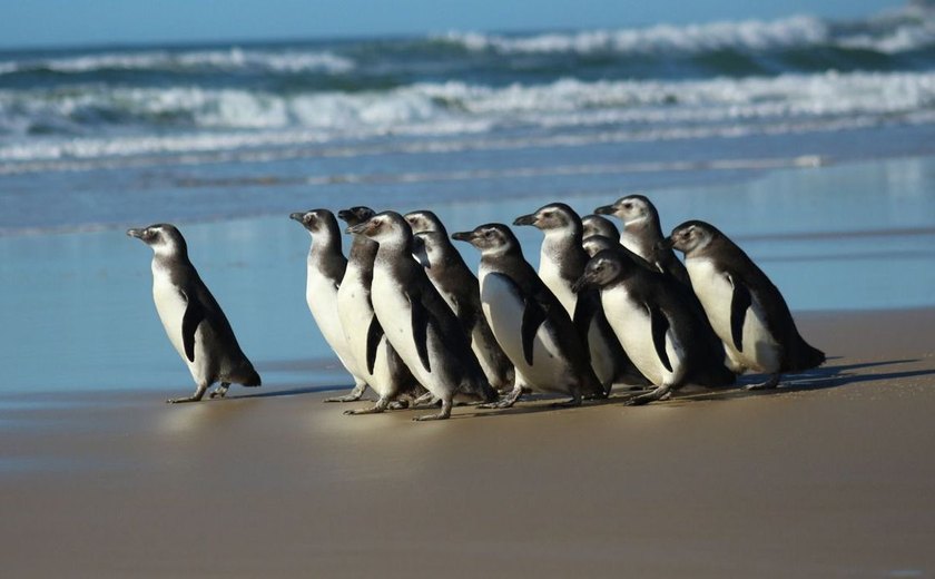 Rede de atendimento cuidará de pinguins resgatados na costa brasileira