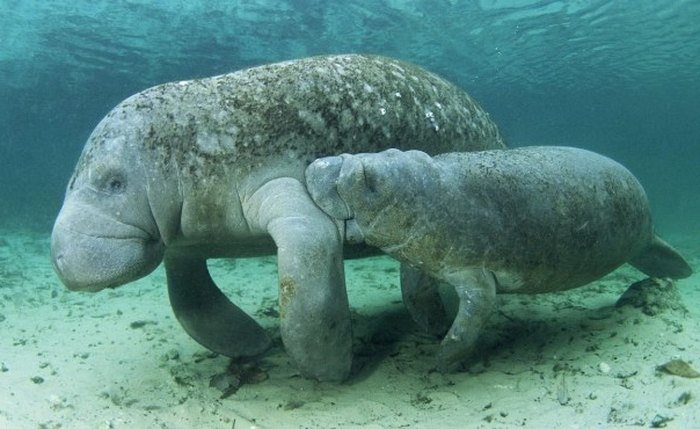 Peixes-bois marinhos amamentam pelo “sovaco”, já que as glândulas mamárias das fêmeas estão localizadas sob as nadadeiras peitorais Peixes-bois marinhos amamentam pelo “sovaco”, já que as glândulas mamárias das fêmeas estão localizadas sob as nadadeiras peitorais