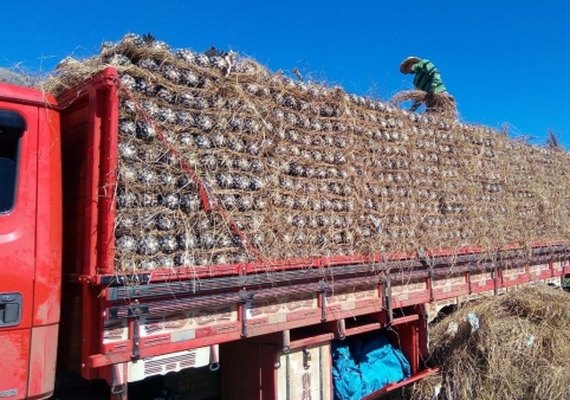 Abacaxi produzido em Alagoas conquista o mercado paulista