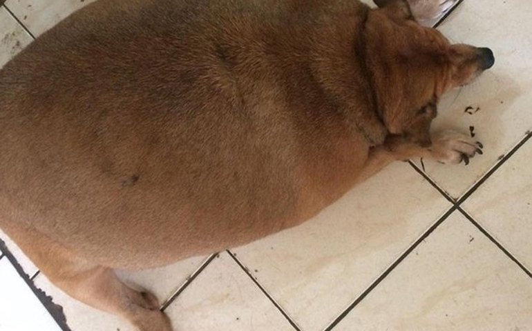 &#8216;Bolinha&#8217; volta a ficar obeso um ano após parar tratamento em clínica