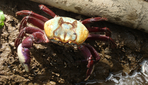 Primeiro período de defeso do caranguejo-uçá em Sergipe inicia nesta segunda-feira / Foto: Foto: Acervo ICMBio