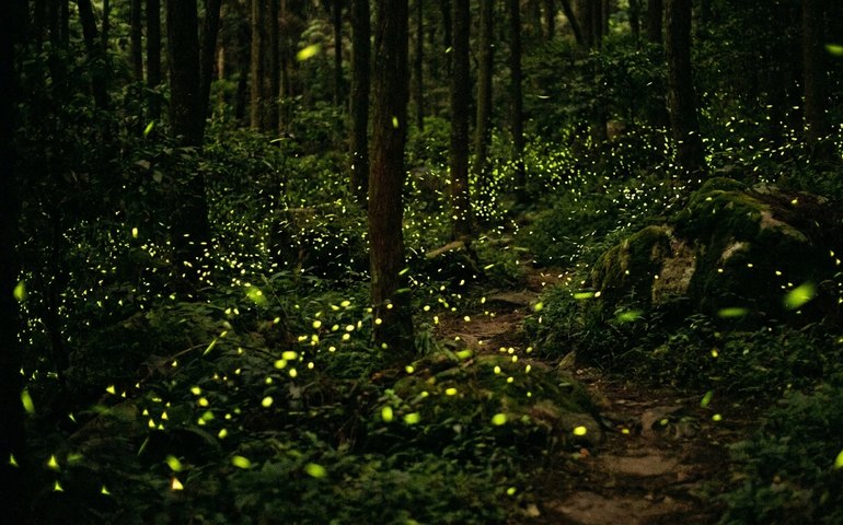 Vaga-lumes transformam floresta na China em cenário de conto de fadas