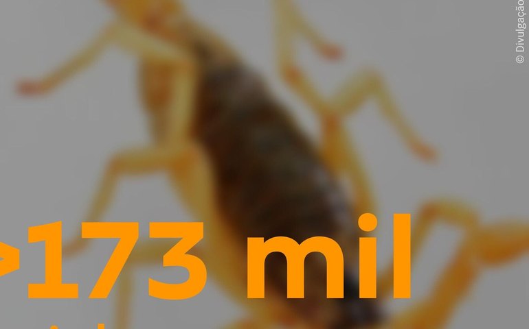 Número de acidentes com escorpiões cresce no Brasil, mas mortes diminuem em 2024