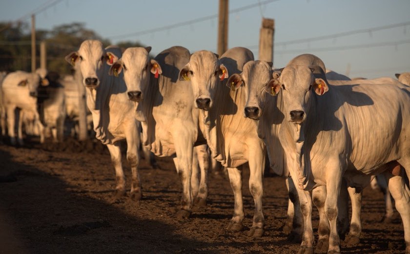 Rastreabilidade na pecuária: da gestão eficiente à conquista de valor e acesso a novos mercados