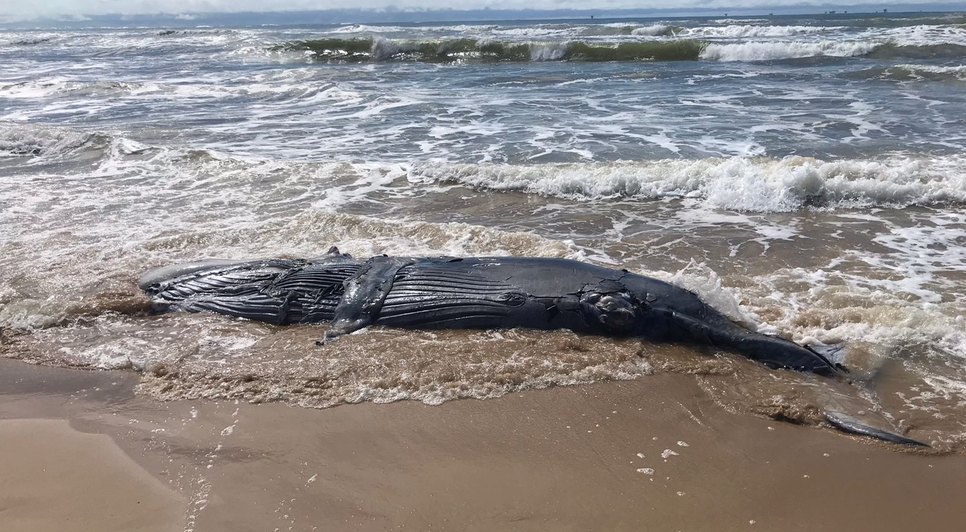 Baleia é encontrada em estado de decomposição na Zona Sul de Aracaju / Foto: Foto: Emsurb/Aracaju