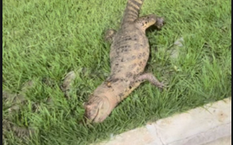 Jacaré é encontrado morto no Lago do Goiti e Prefeitura aciona IMA para apuração da causa