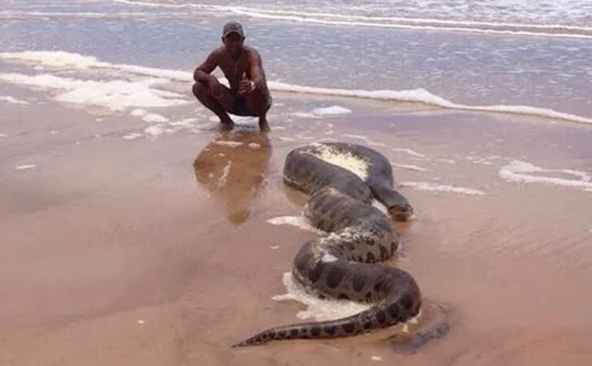 Cobra Sucuri é encontrada na Praia do Peba em Piaçabuçu