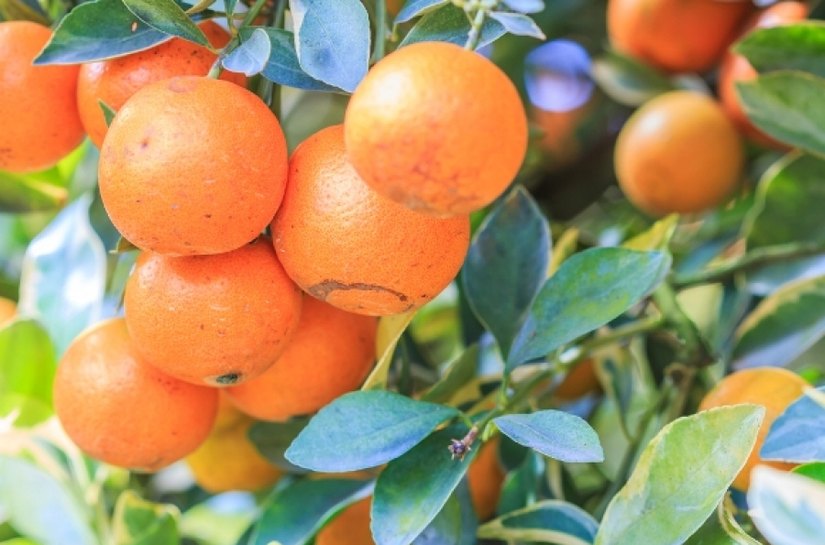 Seminário discute sustentabilidade da fruticultura em Alagoas
