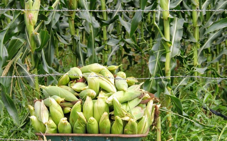 Batalha e Major Isidoro lideram recebimento de crédito agrícola; Alagoas se destaca na produção de grãos em 2024