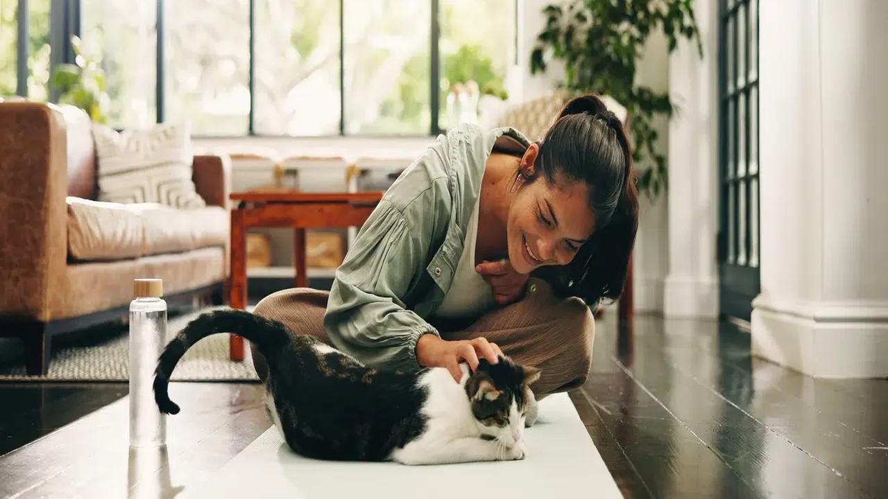 Gatos também pedem carinho: 7 comportamentos que mostram que eles querem atenção