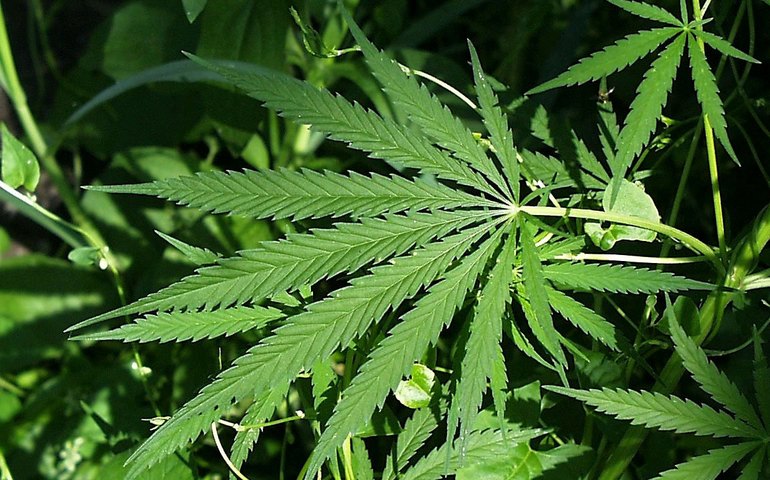 Maconha: Snoop Dogg revela que deixou de fumar; veja outros famosos que fizeram o mesmo