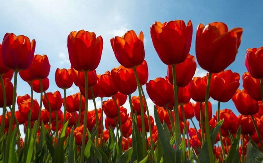 Nova lei dá nome de Dr. James Parkinson à tulipa vermelha, símbolo da doença de Parkinson