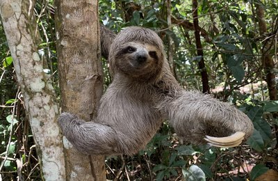 Dia do bicho-preguiça: conheça as ações desempenhadas pelo IMA para a proteção do animal
