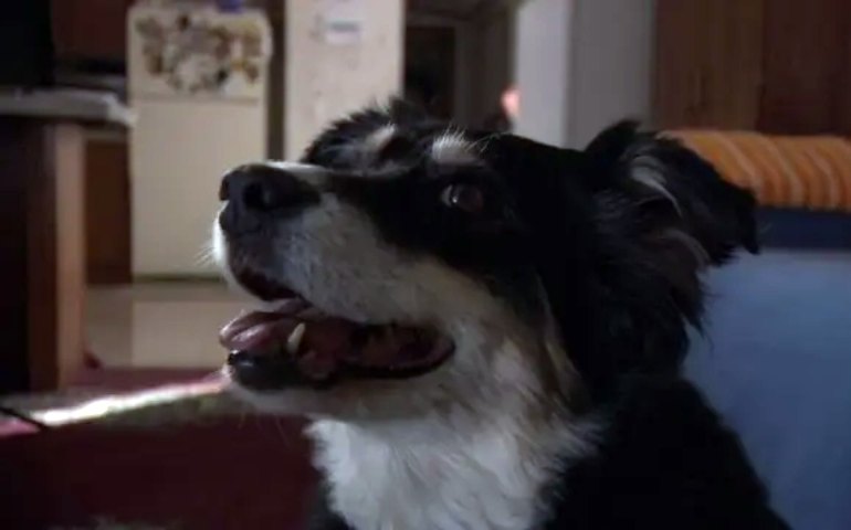 Cadela recebe herança de US$ 5 milhões após morte do tutor