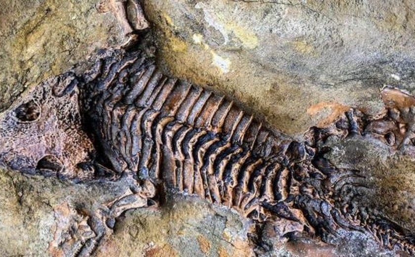 Grupo de paleontólogos encontra esqueleto completo de uma preguiça que viveu cerca de 50 mil anos