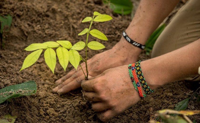 Comissão da Câmara discute a prática de restauração ecológica